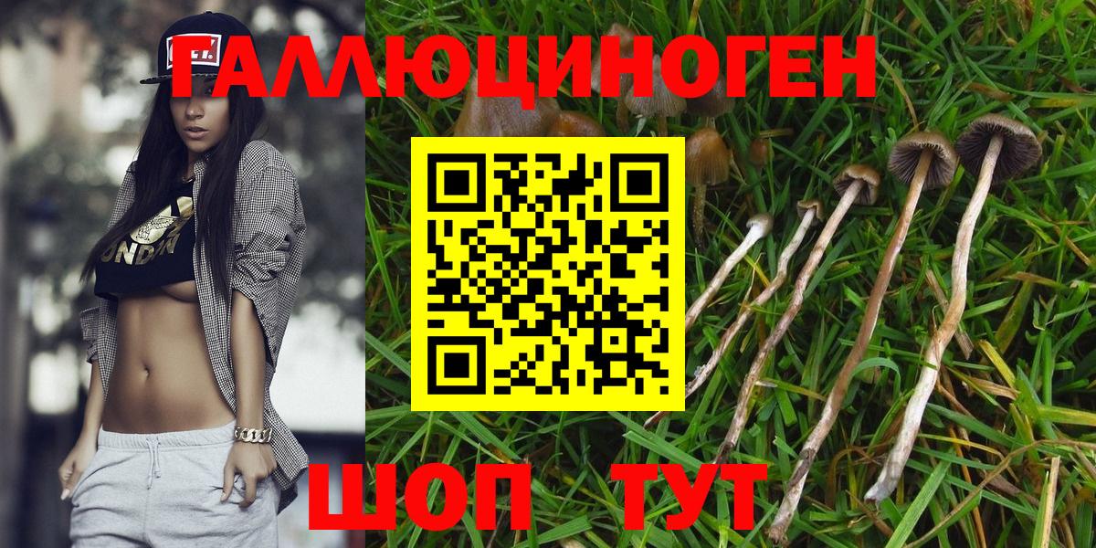 Галлюциногенные грибы Psilocybine cubensis Скопин